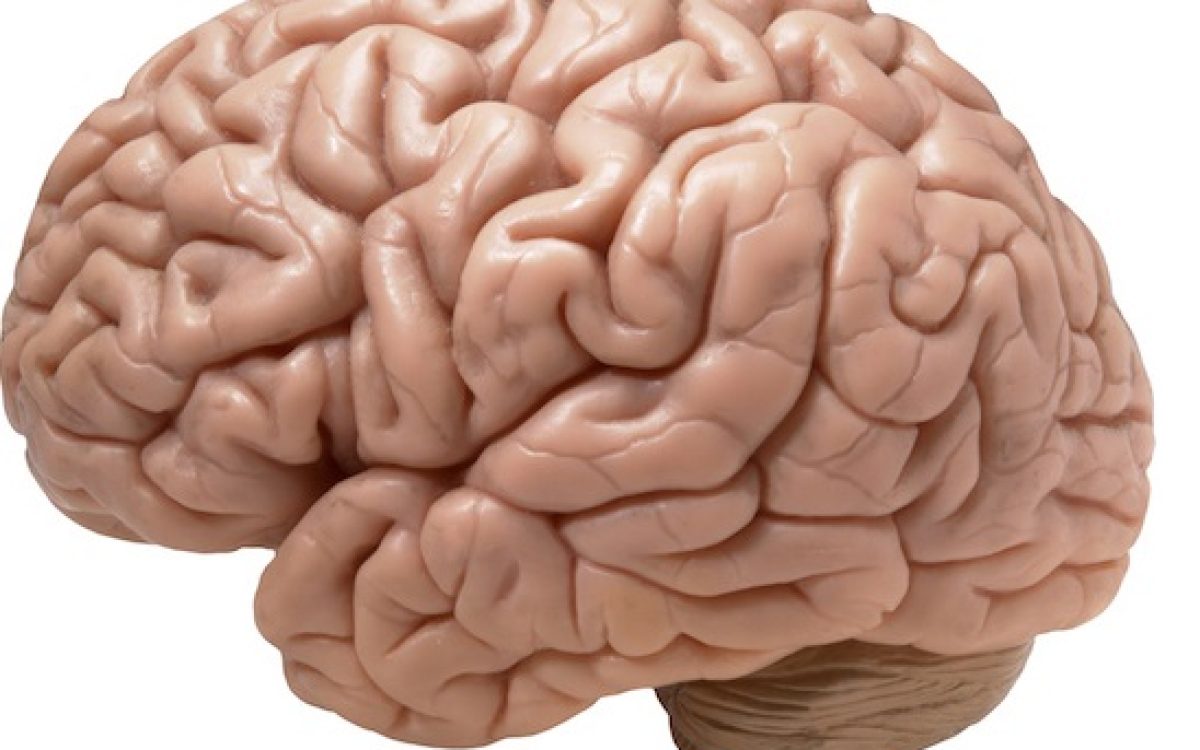 Imagem:www.anatomiadocorpo.com